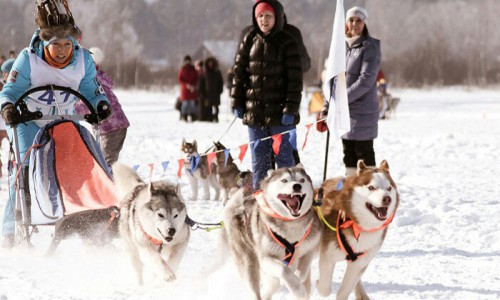 Открытый чемпионат и первенство региона по снежным дисциплинам ездового спорта пройдет в Майме