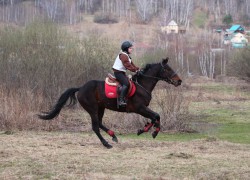В Республики Алтай прошли традиционные соревнования по конному троеборью посвященные памяти А.И. Ялбакова.