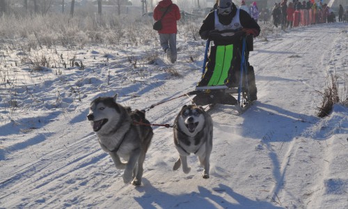 Открытый чемпионат по снежным дисциплинам ездового спорта прошел в Республике Алтай